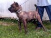 COPPER HEAD DE IRON PRESS KENNEL (DINERO AKA CASH)