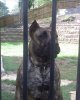 GUANA DE BARNACAN BULL