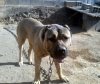 DORA DE PERRO DE LA TIERRA