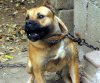 BOCANEGRA DE PERRO DE LA TIERRA