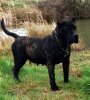 BAZA DE BARNACAN BULL (NEGRA)