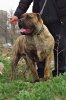 LUMA DE SPALATO BULL (TUNDRA)