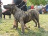 ROMANIA BULLSARA DEL PEMBA (ROMA)