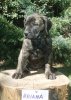 BRIANA ALFA FAMILY DOG