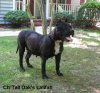 LATIFAH OF TALL OAKS
