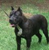 ZEEK OF TALL OAKS