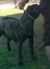 GALIZ BULLSARA DEL PEMBA