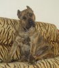 BERTHA DOG PUR