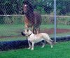 BRAVO KENNEL'S OTRA