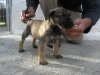 GENESIS DI DRAGO CANARIO