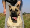 NEMO PERRO PRESA GRAND