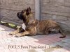 FOCUS PERRO PRESA GRAND