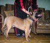 FOSCO PERRO PRESA GRAND