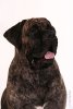 NEO PERRO PRESA GRAND