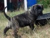 ESA DE MOZACAN BULL