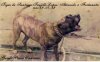 TIGRE DE SANTIAGO