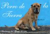 AMSTRONG DE PERRO DE LA TIERRA