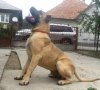 DEMON DEL DRACULA