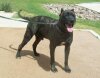 ATILLA KOMODO K9 MADNESS