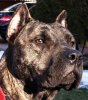 KINA DE BARNACAN BULL OF CASA DE FUSTER (ROXY)