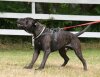 ANTARES K9 MADNESS