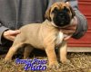 PREMIER PRESAS PLUTO