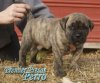 PREMIER PRESAS PERRO