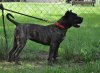 COBRA DE IRON PRESS KENNEL