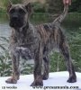 MID AMERICA K9 RHINO