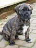 THORNEY ROGUE'S TAZE-R (TAZ)