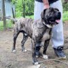 ZANGO DOG PUR