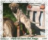 FIOLA EL SUENO DEL AMIGO
