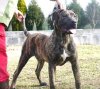 BORIS DE ZOOCOSMOS (BRUNO)