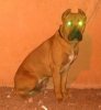 KRATOS DE PERRO DE LA TIERRA
