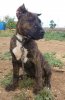 FEMALE 1 DE PERRO DE LA TIERRA