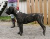 ELIDA K9 MADNESS