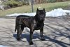 JOCKO DE TAMARAN BULL