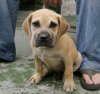 MONZON DE PERRO DE LA TIERRA