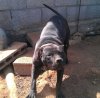 YAKO DE PERRO DE LA TIERRA