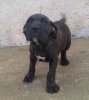 NALA DE PERRO DE LA TIERRA