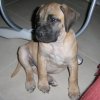 WINNIE THE POOH DE PERRO DE LA TIERRA