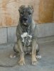 BRUMA DE PERRO DE LA TIERRA