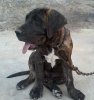 SERRUCHO DE PERRO DE LA TIERRA