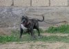 USA DE IREMA CURTO (KUSA DE PERRO DE LA TIERRA)