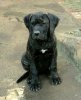 RENTUN DE PERRO DE LA TIERRA