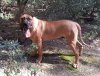 LEON DE ROJO Y ORO