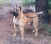 CRIXUS DE TIERRA DE VOLCANES
