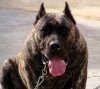 NERON*