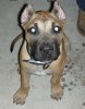 G'FRISCO PETE DE CABEZA GRANDE