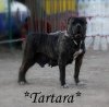 TARTARA DE IRON BULL